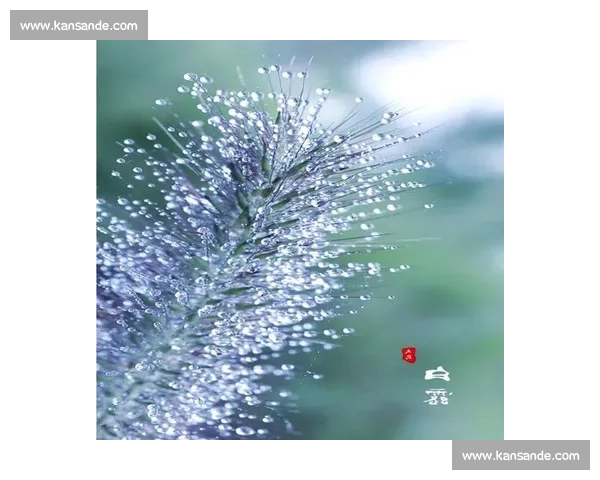 白露时节秋意渐浓万物凝露丰收在望描绘人间最美秋光