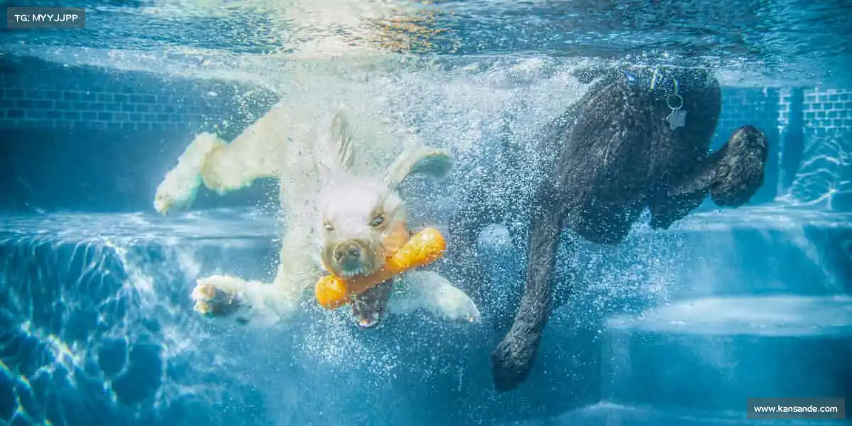 行业领先的理由